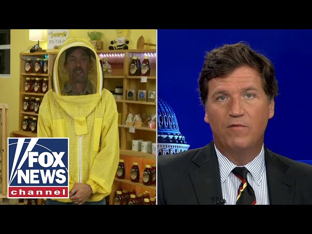 Bee expert warns Tucker about the extinction of bees