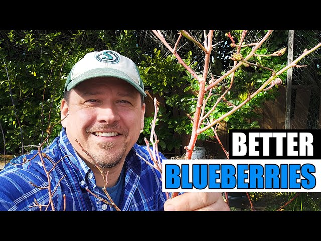 3 Quick Spring Blueberry Tips For 2024 - Garden Quickie Episode 192