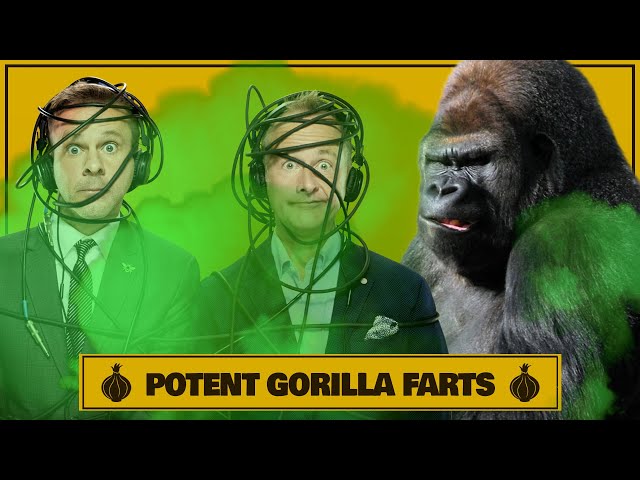 Potent Gorilla Farts