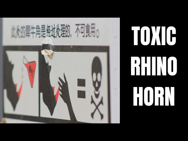 RHINO HORNS injected with RED DYE! || RHINO POACHING || Endangered Species