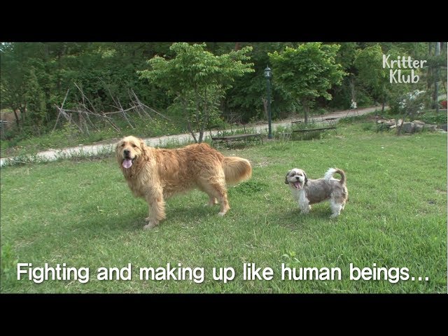 Small Dog Keeps On Bothering Big Dog (Part 2) | Kritter Klub