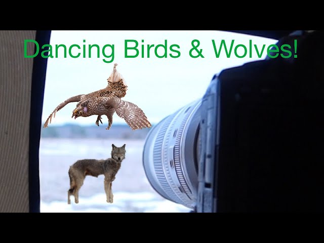 Let's Dance! Sharp-tailed Grouse Lek Dance Party! Special Guest Appearance by North Woods Wolves!