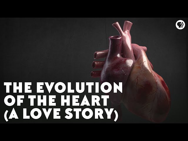 The Evolution of the Heart (A Love Story)