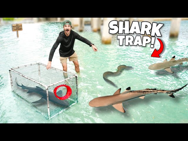 I Caught a SHARK in a Fish Trap!!