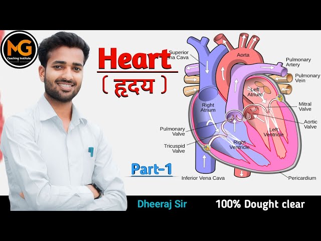 Heart।। हृदय की संरचना।। 100% Dought clear।। Part-1।। By Dheeraj Sir