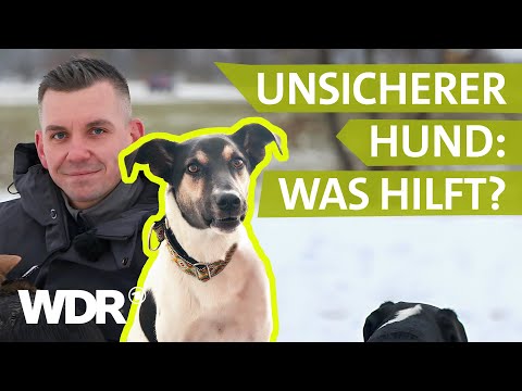 Hunde verstehen | WDR