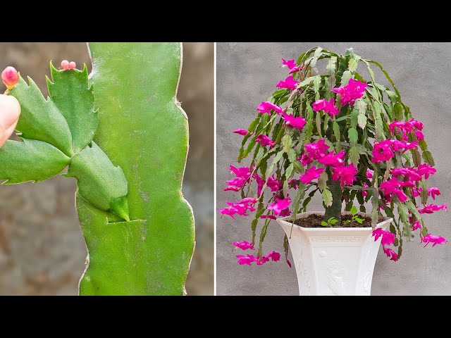 Tips For Pair Christmas cactus flowers with brush cactus not everyone knows