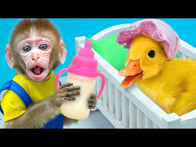 KiKi Monkey take care of Duckling all by heart and eat ice cream in the garden | KUDO ANIMAL KIKI