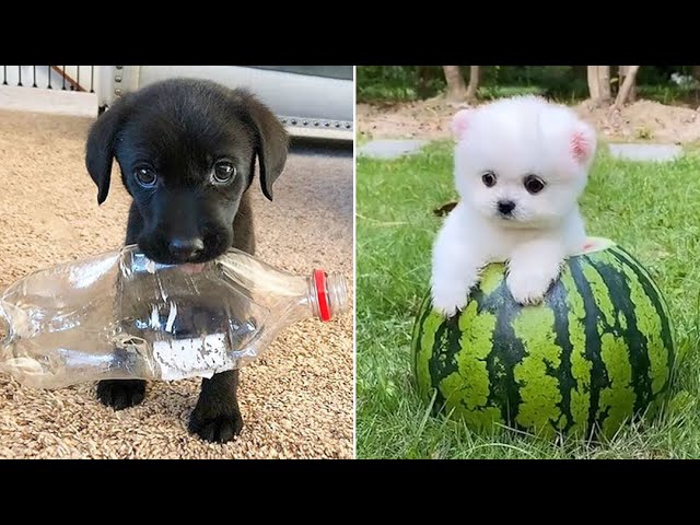 Baby Dogs 🔴 Cute and Funny Dog Videos Compilation #10 | 30 Minutes of Funny Puppy Videos 2023