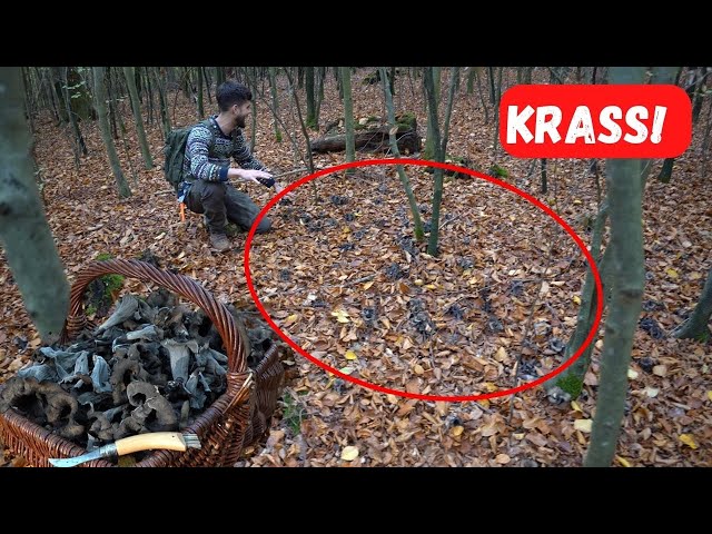 Totentrompeten APOKALYPSE - Der komplette Wald steht voll! Pilze sammeln im November