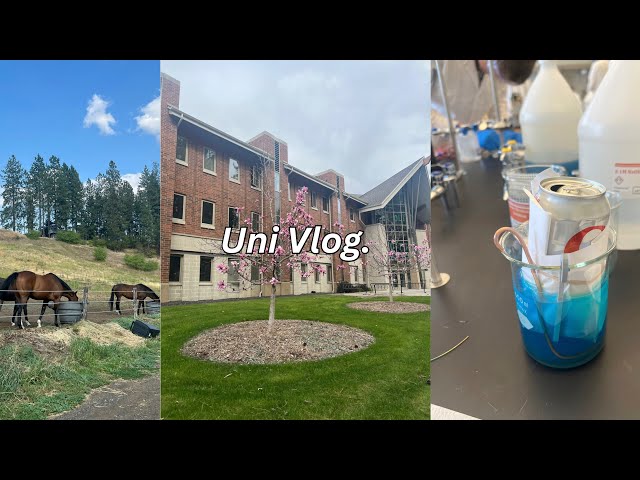 uni vlog 🧸studying, horse riding, and homework