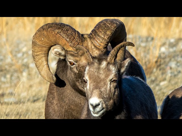 Canadian Rockies Ram Battle for Mating Rights
