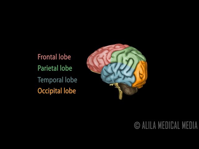 Neuroscience Basics: Human Brain Anatomy and Lateralization of Brain Function, 3D Animation.