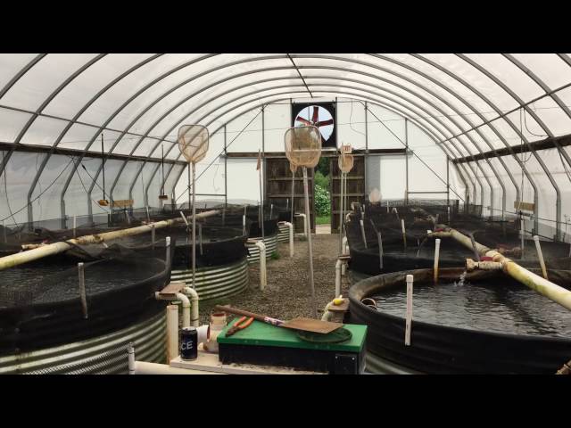 No fish tale: Aquaculture entrepreneur raising 1 million pounds of trout per year