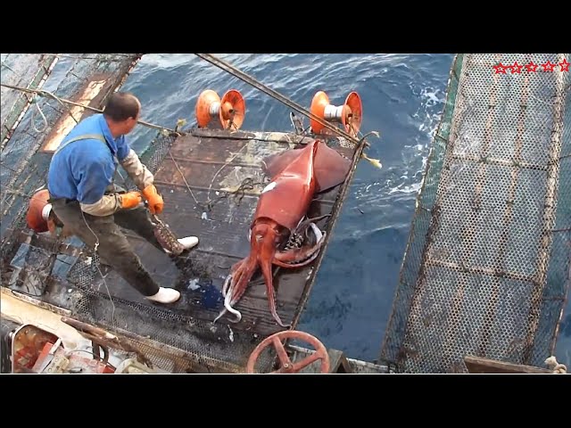 Watch fishermen catch tons of giant squid at sea - Giant squid processing process at the factory