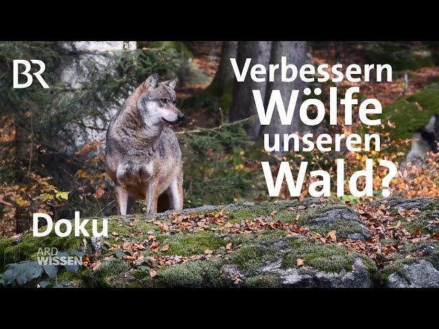 Was bringt uns der Wolf? - Artensterben in Deutschland | Doku | ARD Wissen | BR