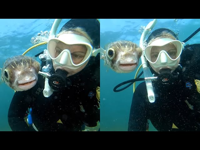 Curious Pufferfish Wants A Selfie