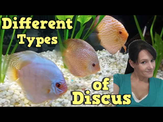 Where do the best Discus come from? Talkin Discus Presented by KGTropicals!!