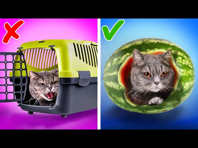 BEST GADGETS, DIYS AND HACKS FOR PET OWNERS