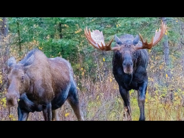 Big Bull Moose with Broken Antler Courting and Young Bulls Sparring During the Rut