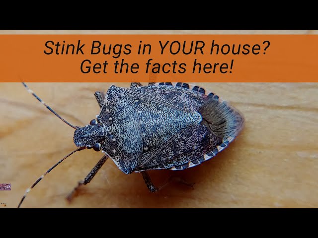 Stink Bugs in Your House?  How and why they are there, what they are  doing, and what you can do.