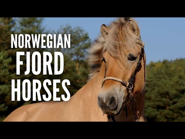 Norwegian Fjord Horses: All You Need to Know