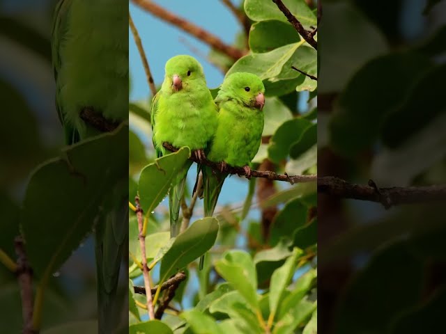 A preening pair of parakeets 💚 🦜 #Shorts #Parakeets #Birds