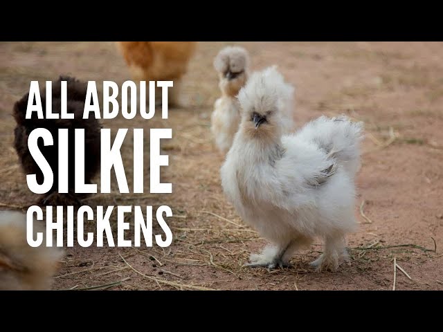 Silkie Chickens: Everything You Need to Know