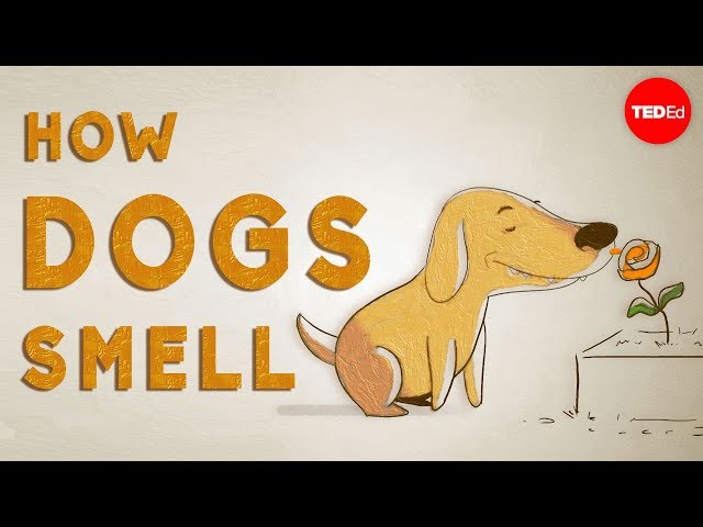 How do dogs "see" with their noses? - Alexandra Horowitz