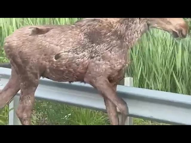 Moose spotted at Bradley International Airport euthanized