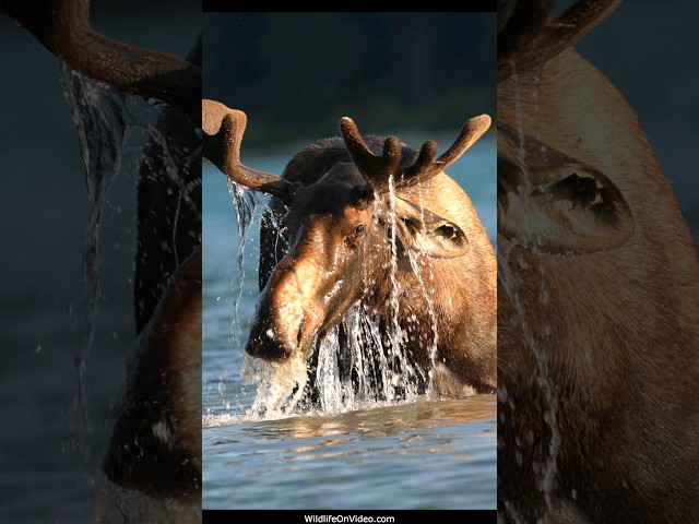 Bull Moose Loves the Lake