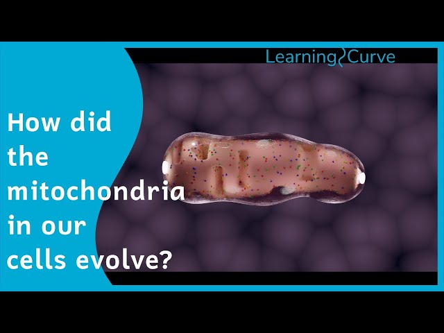 Endosymbiosis - How did our cells evolve?