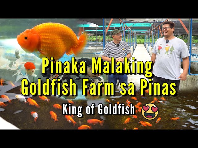 Largest GoldFish Farm in the Philippines - Ranchu King of GoldFish