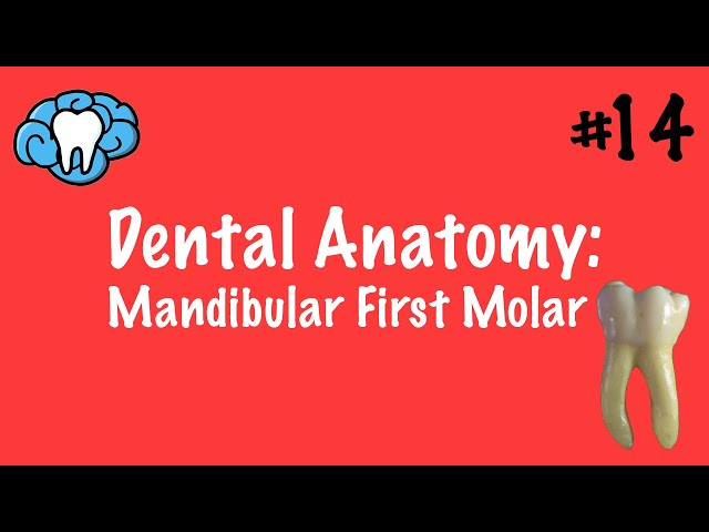 Dental Anatomy | Mandibular First Molar | INBDE