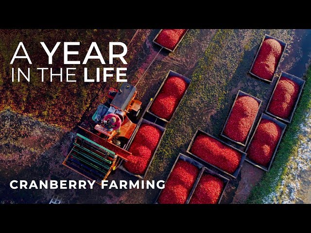 Cranberry Farming Start to Finish | Jacob Searls Cranberry Co. | Luke Parmeter Productions