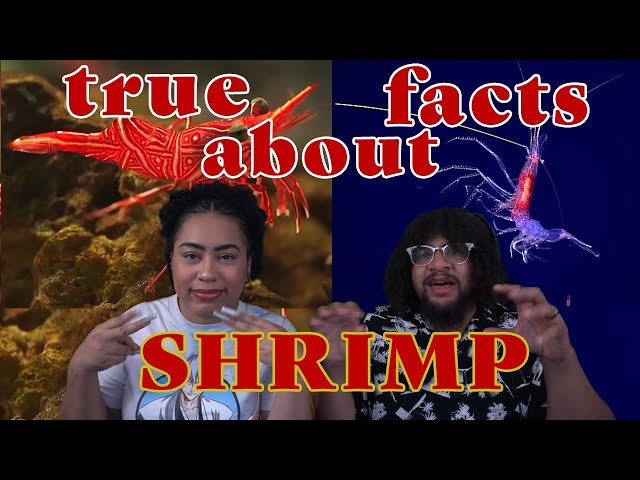True Facts About Shrimp! | ZeFrank Reaction