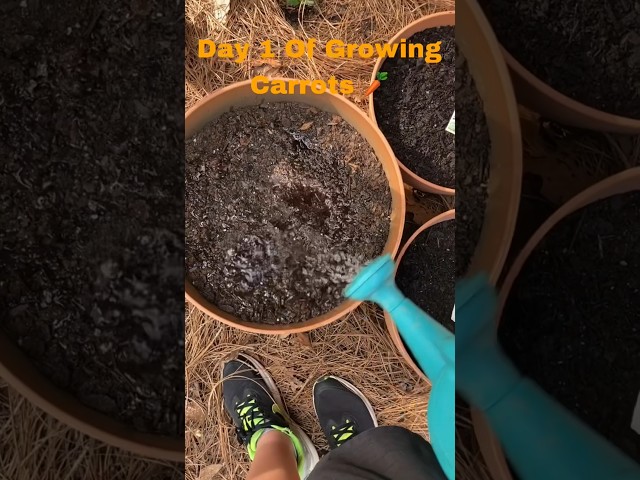Growing Carrots | Day 1