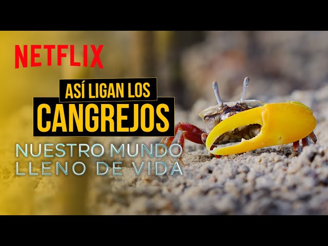 Así ligan los cangrejos | Nuestro mundo lleno de vida | Netflix