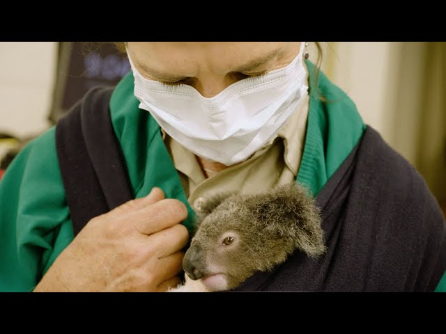 Koala Joey Gets a Checkup