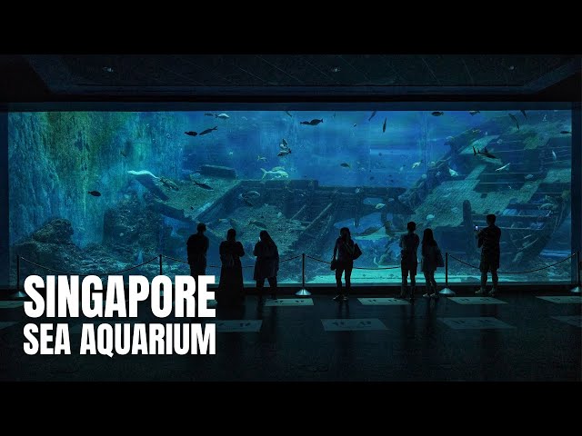 SEA Aquarium Singapore Walking Tour 2022 (4K HDR)