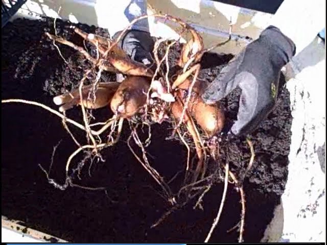 How to Harvest & Propagate Yacon from a 5 Gallon Nursery Pot