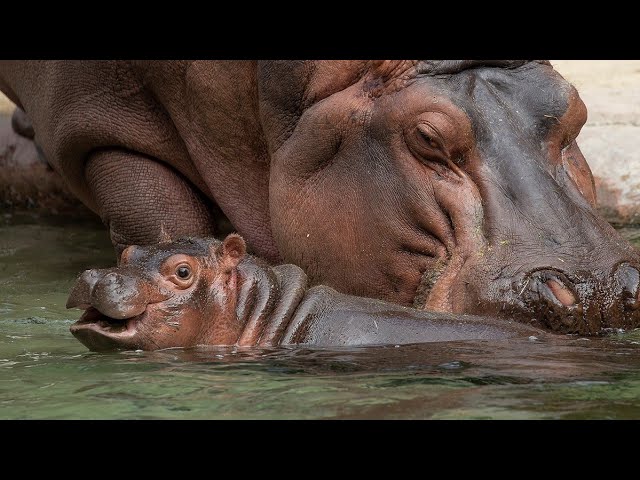 Hippo Calf is Healthy & Thriving