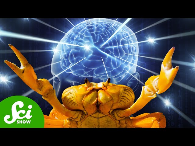 The Crabs That Revolutionized Neuroscience