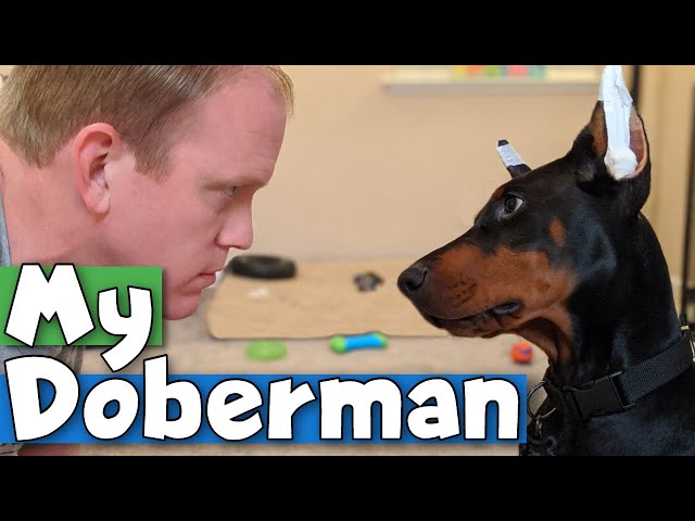 Doberman Puppy Update: 15-Weeks Old and SUPER SMART!