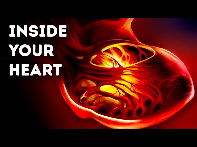 A Journey Inside Your Heart