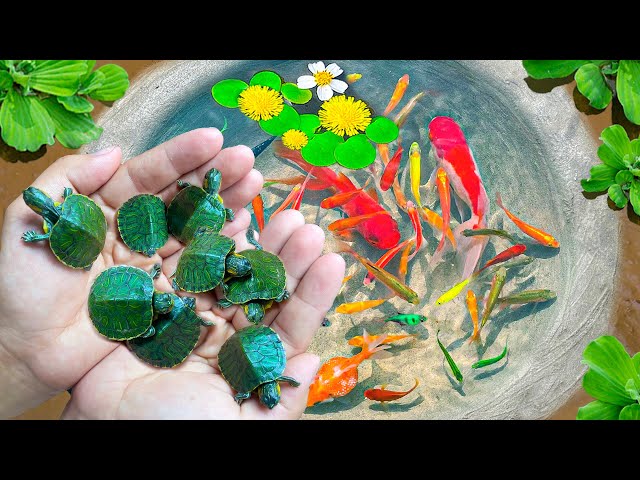 Amazing Catch Colorful Tiny Ornamental Turtles, Snakehead Fish, Koi, Striped Horsefish, Ranchu Fish