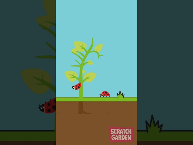 Learning about plants with an upside down ladybug! #scratchgardensongs #botany #sciencesong