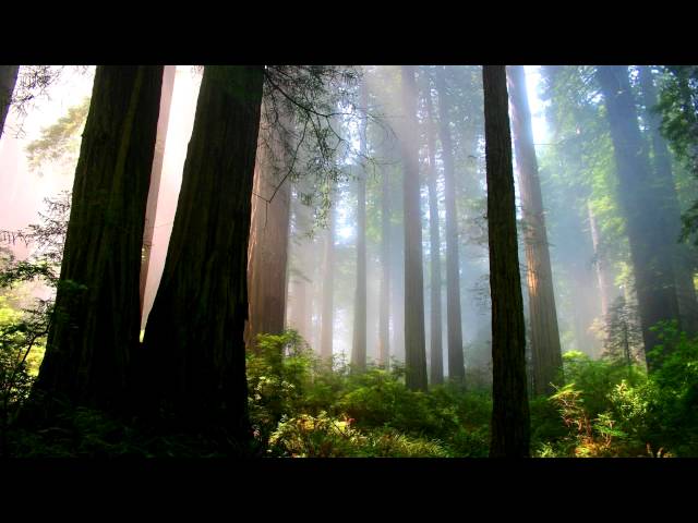 Zen Ongaku - Beyond The Pines
