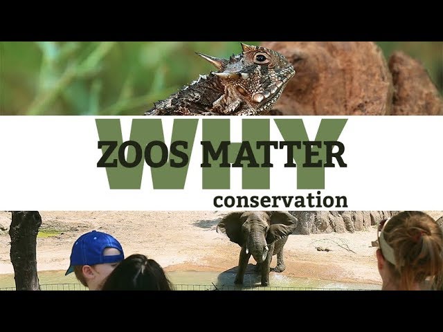 WHY ZOOS MATTER – Part 1: Conservation