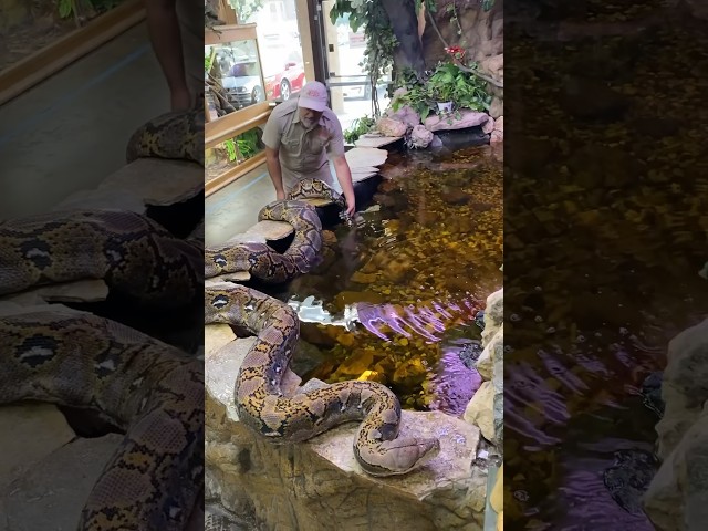 22 FOOT LONG RETICULATED PYTHON🤯🙌
